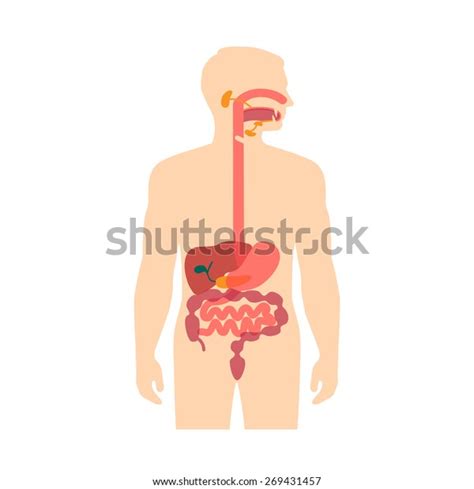 human anatomy digestive system stomach vector stock vector royalty