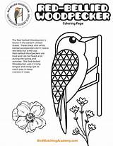 Woodpecker Bellied Birdwatchingacademy Headed sketch template