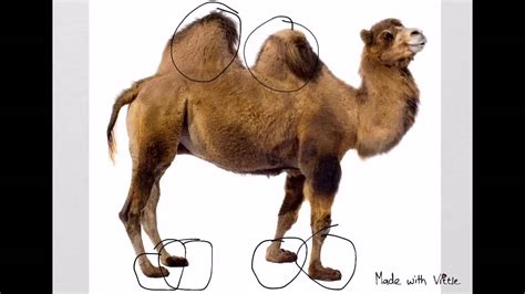 Unique Features Of Camel To Survive In The Desert First A Camel S