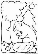 Castor Colorat Castori Planse Castores Imagini Ausmalbilder Animaux Biber 1594 Beavers Animale Pintar P08 Coloriage Beaver Bobry Kolorowanki Disegno Bóbr sketch template