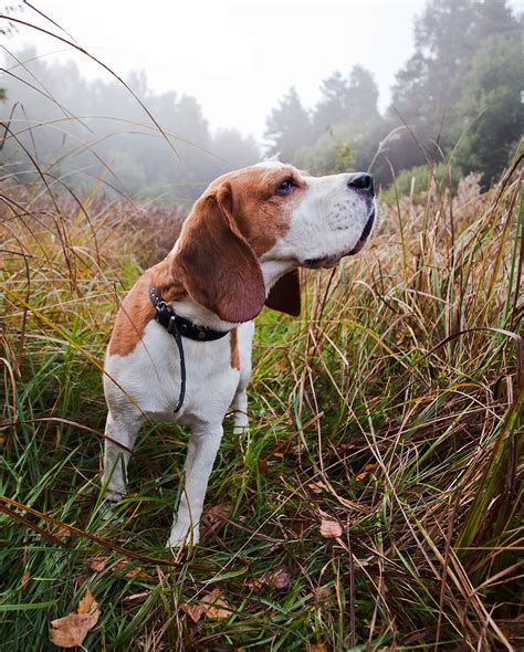 hunting dog breeds   dogs  sporting owners