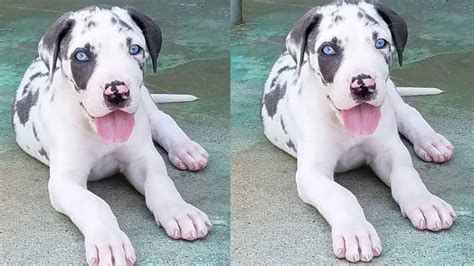 Great Dane Puppies For Sale Youtube