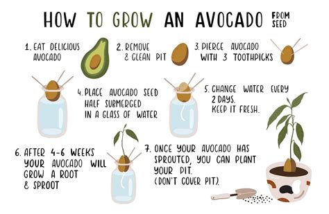 easy steps    grow avocado  seed hort zone
