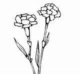 Coloring Carnations Claveles Para Colorear Coloringcrew Flowers Choose Board sketch template