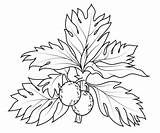 Breadfruit Coloring Pages Drawing Fruit Fruits Blackberry Printable Cranberry Color Kids Categories Getdrawings Plant Getcolorings Supercoloring sketch template