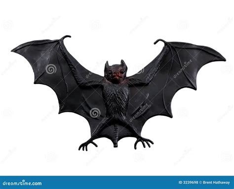 scary bat stock photo image  haunted wings white