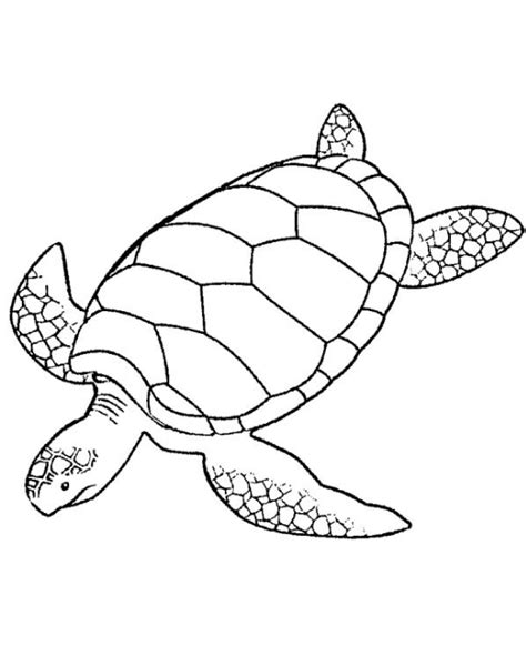 sea turtle coloring page coloring book  coloring pages