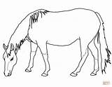Pages Coloring Clydesdale Getcolorings sketch template