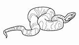 Anaconda Cottonmouth Reptile Mister Amphibian Salamander Peppa Venomous Getdrawings sketch template