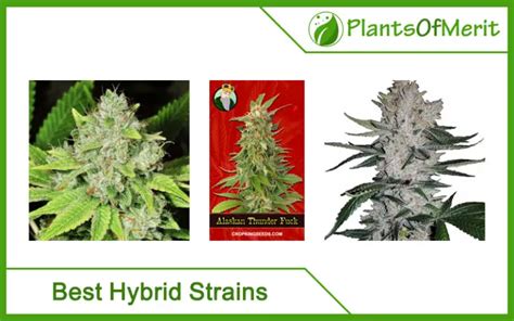 top   hybrid strains  marijuana      mix