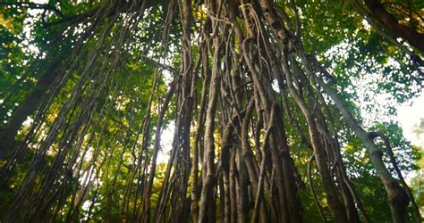 liana vines hanging  high trees  jungle rainforest plants  humid climate environment