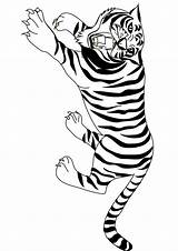 Tiger Crouching Coloring Colouring Handout Below Please Print Click sketch template