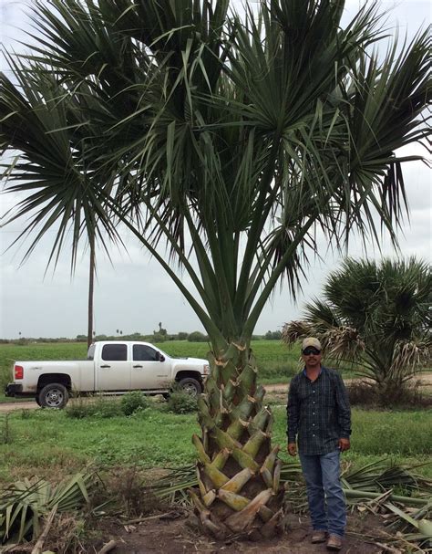 cultivating paradise identifying texas sabal  washingtonia palms