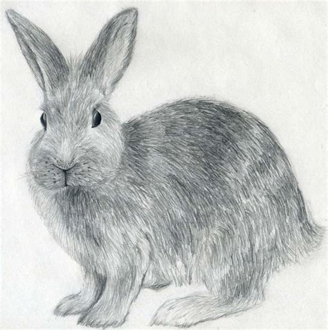 draw  rabbit