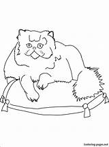 Persian Coloring Cat Pages Getcolorings Getdrawings Printable Color Colorings sketch template