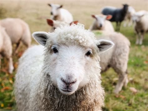 chovate ovce  kozy poradime cim je krmit zpravycz