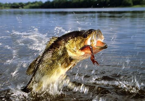 Best Largemouth Bass Flies A Guide To Productive Largemouth Bass