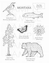 Montana Coloring sketch template