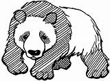 Panda Coloring Pages Bear Giant Printable Book Drawing Cute Kids Realistic Color Clipart Print Mammals Colouring Da Colorare Adults Bears sketch template