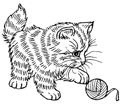 kitten animals  printable coloring pages