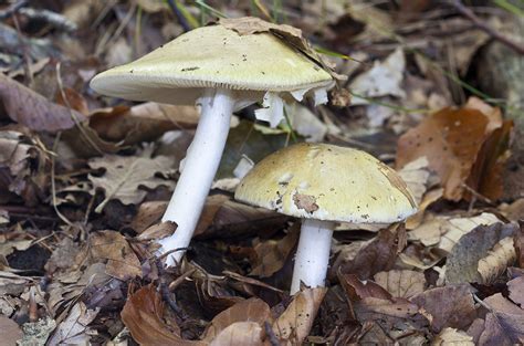 death cap mushroom s unusual sex life may be key to its rapid spread