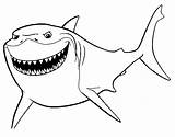 Nemo Shark Coloringhome Seagulls Educative sketch template