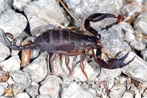 europaeischer skorpion bilder wildlife media bildagentur natur und