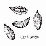 Drawing Cardamom Vector Illustrations Cardamon Clip sketch template
