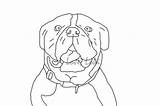 Coloring English Bulldog Printable Dogs sketch template