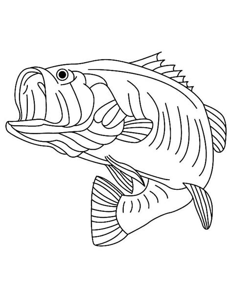 bass clipart coloring page bass coloring page transparent