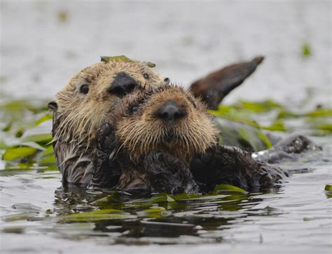 Kqed Celebrates Big Blue Live With Special Reports And Events Starting