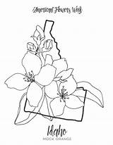 Idaho States Grown Hibiscus Hawaii sketch template