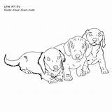 Coloring Dachshund Color Puppies Pages Puppy Dog Own Drawings Line Doxie sketch template