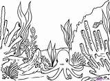 Coral Reef Dragoart sketch template