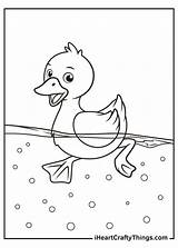 Ducks Swimming Iheartcraftythings sketch template