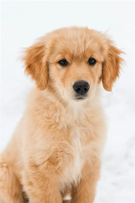 golden retriever puppy pictures   images