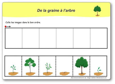 images sequentielles de la graine  larbre le cycle de larbre en