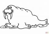 Walrus Coloring Pages Cartoon Clipart Printable Template Clip Library Large sketch template