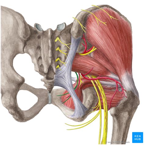 Pelvis Anatomy Bones Joints Ligaments And Foramina Kenhub