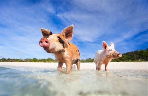 book  visit  pig island   bahamas isle blue