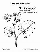 Marigold Marsh Coloring Flower Drawing Getdrawings Exploringnature sketch template