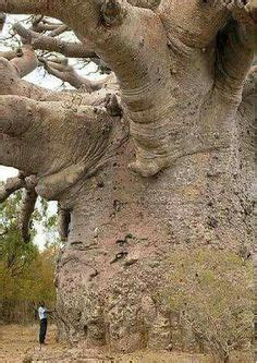baobab trees kremetart boom ideas baobab tree baobab tree
