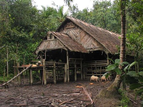 traditional house  anak  tribe    called kubu tribe  nomadic tribe
