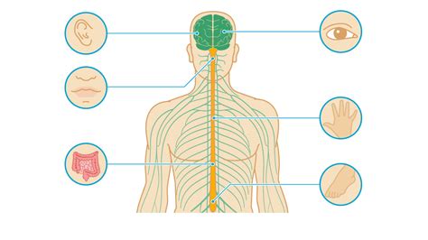 7 Pictures Of Multiple Sclerosis How Ms Affects Your Brain