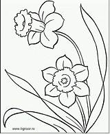 Colorat Narcise Tigrisor Plansa sketch template