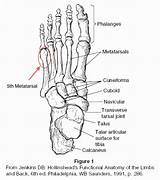 Bones Anatomy Physiology Ankle Wickedbabesblog sketch template