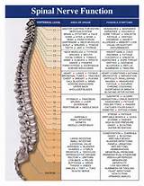 Spinal Nerve Organ Chart Photos