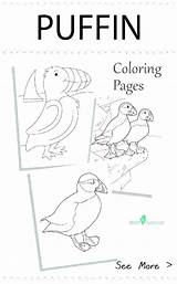 Puffin Coloring Pages Getdrawings Getcolorings sketch template