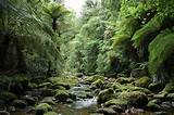 Forest Garden New Zealand