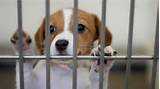 Images of Denver Pet Adoption